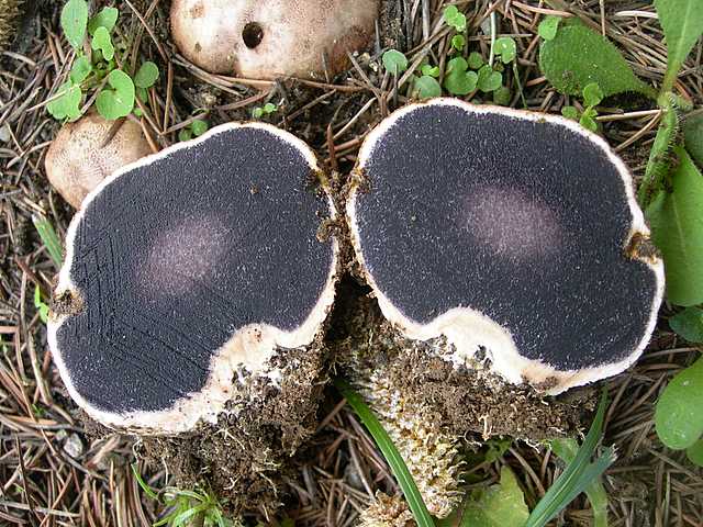 Le  meraviglie della foresta